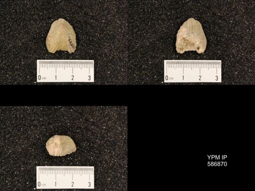 Rhynchotrema capax