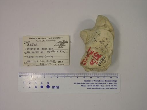 Teleoceras fossiger