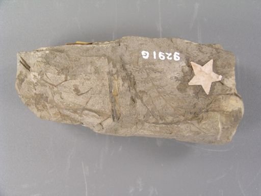 Hymenophyllites tenellus