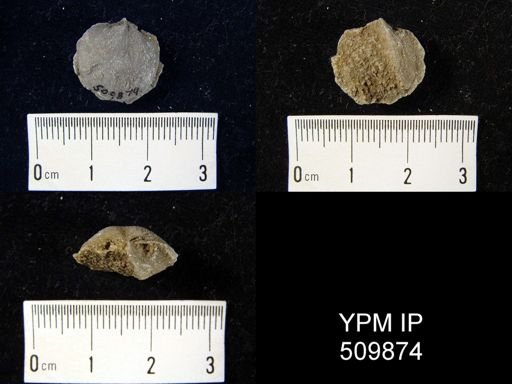 undet. Dalmanelloidea