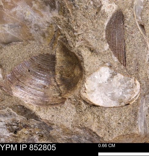 Limopsis striatopunctatus