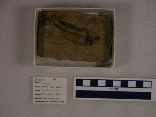 Clupeoidei