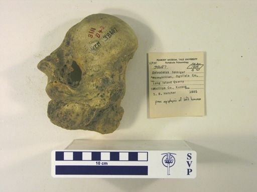 Teleoceras fossiger