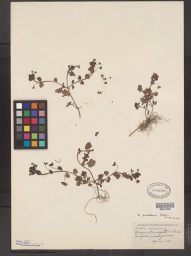 Veronica persica