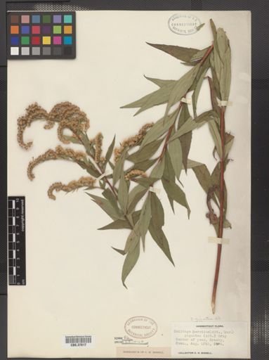 Solidago gigantea