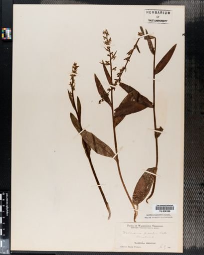 Habenaria