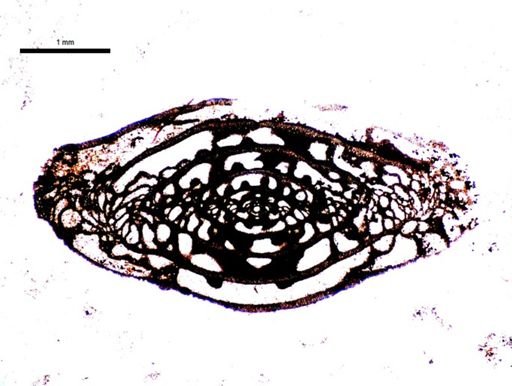 Triticites beedei