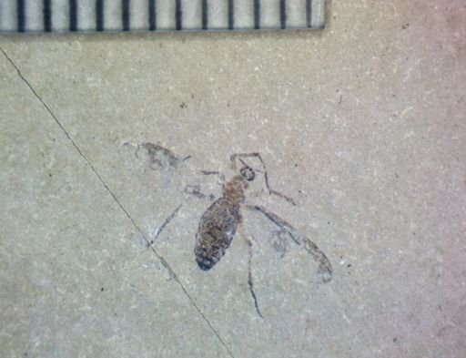 undet. Hexapoda
