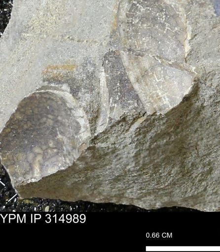 undet. Mollusca