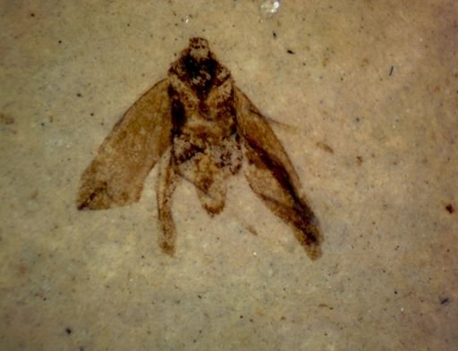 undet. Heteroptera