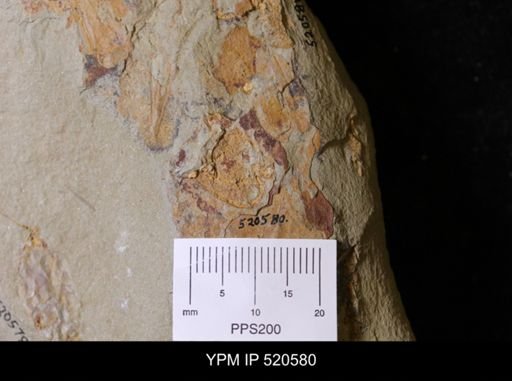 Chauvelicystis sp.