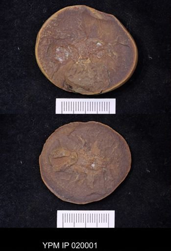 Anthracaris gracilis