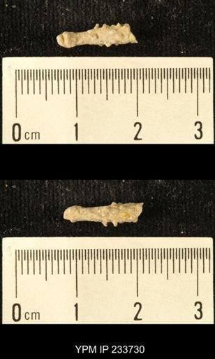 Archaeocidaris sp.
