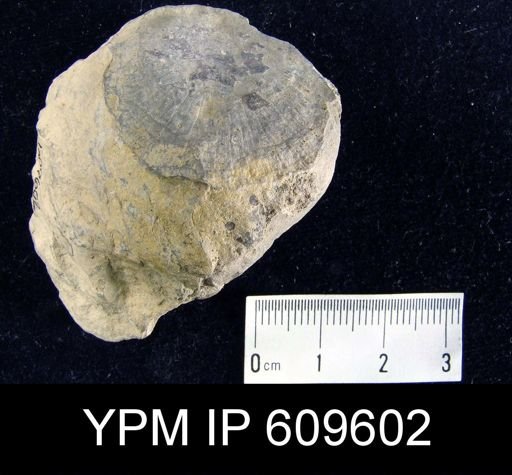 Strophodonta?
