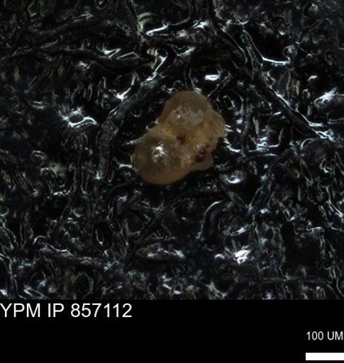 undet. Foraminiferida