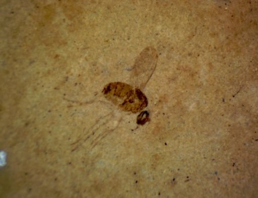 undet. Diptera