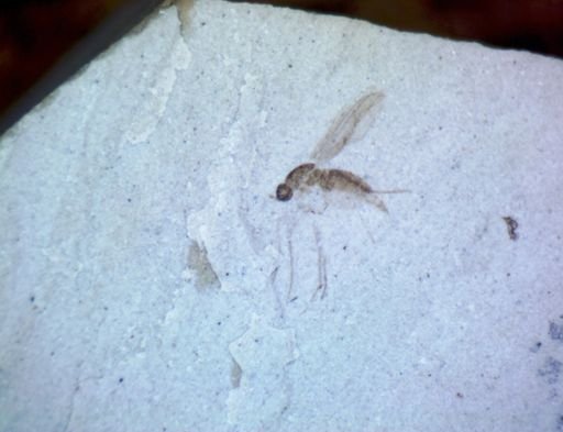 undet. Diptera