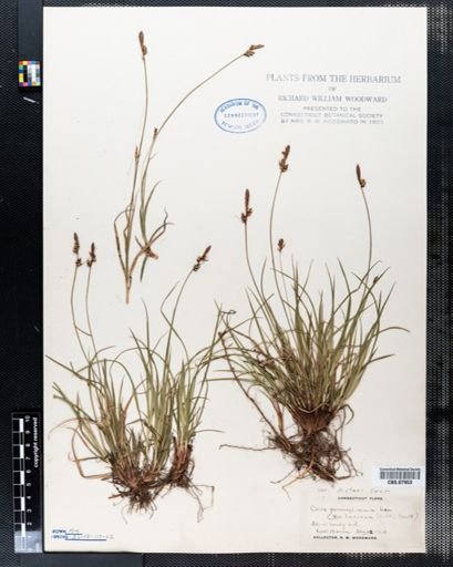 Carex pensylvanica