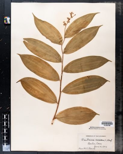 Maianthemum