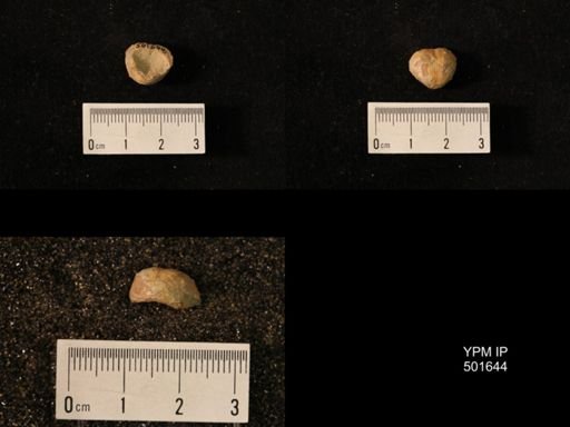 Marginifera splendens