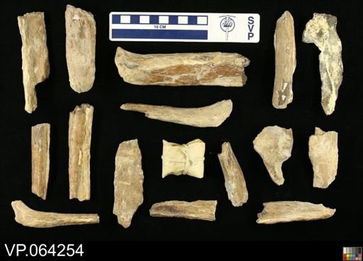 undet. Mosasauridae