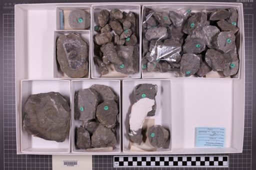 mixed taxa, stratigraphic collection
