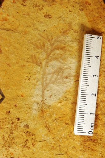 Chamaecyparis linguaefolia