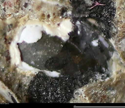 Corbulamella gregaria