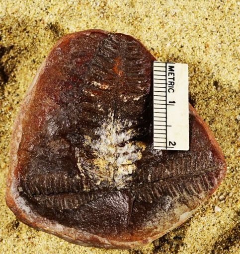 Pecopteris lamurensis