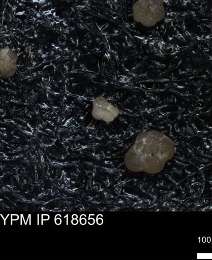 undet. Foraminiferida