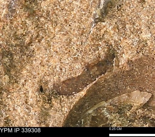 undet. Mollusca