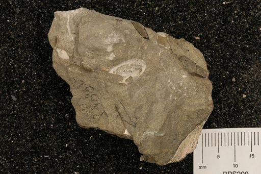 undet. Brachyura