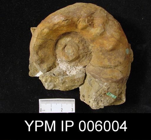Gyroceras stebos