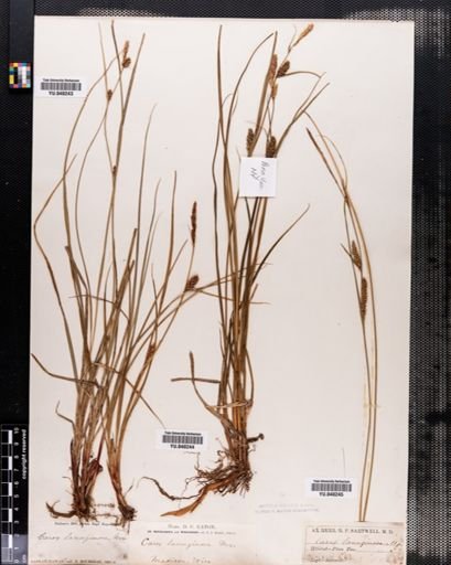 Carex lanuginosa