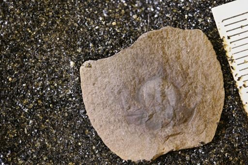 Euproops danae