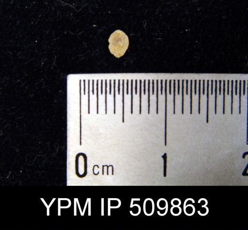 Craniops sp.