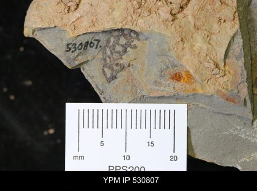 undet. Dendroidea