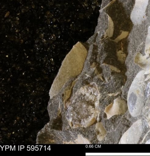 Protocardia sp.