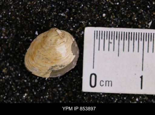 Limopsis striatopunctatus