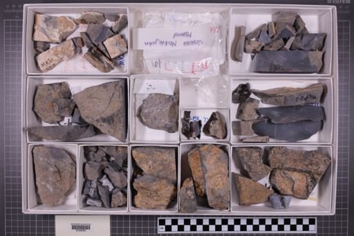 mixed taxa, stratigraphic collection