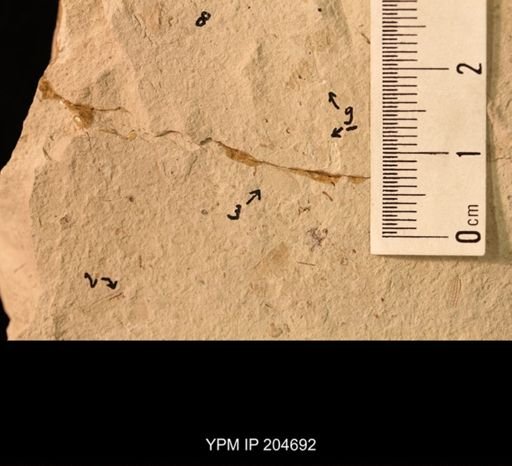 Ephemeroptera