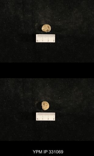 Trepospira depressa