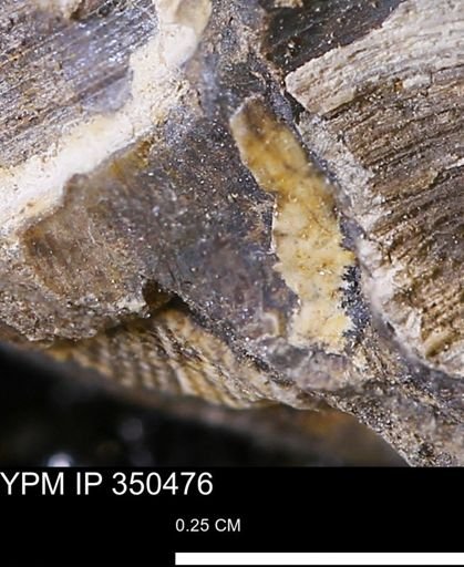 Limopsis striatopunctatus