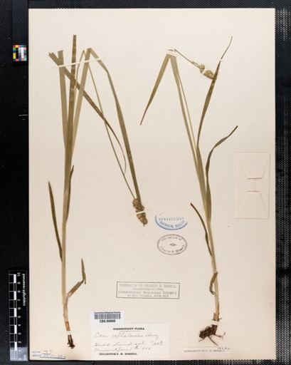 Carex cephaloidea