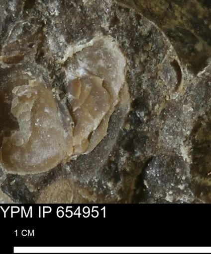 Mollusca