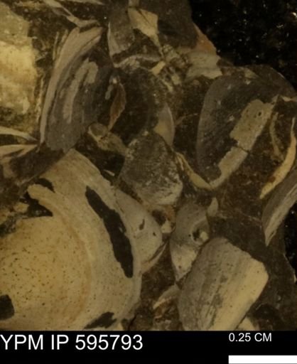 Protocardia sp.