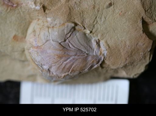 undet. Bellerophontoidea