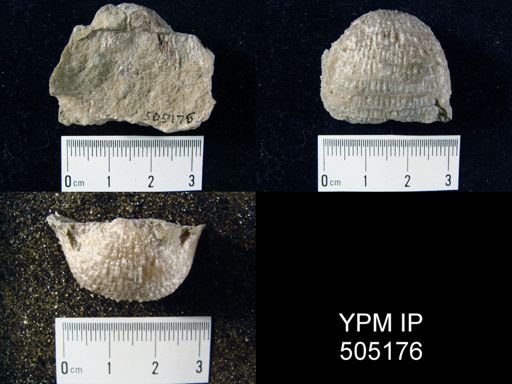 Pustula nebrascensis