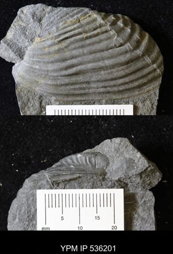 Grammysioidea arcuata