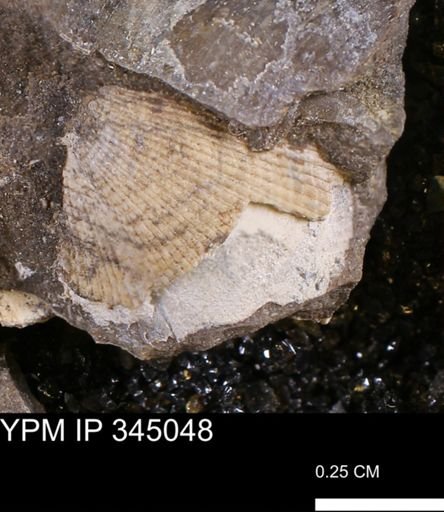 Parallelodon?